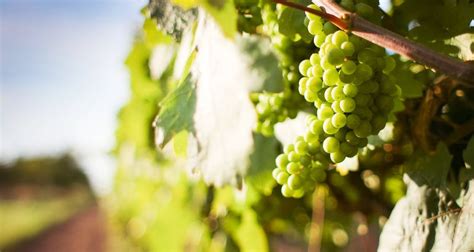 White Wine Grape Varieties | Winebuyers