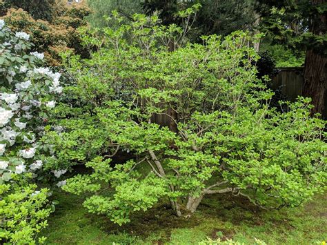Japanese Flowering Shrubs - e-novels-myway