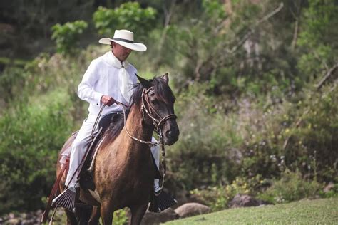 Exploring the Grace and Elegance of Peruvian Paso Horse Riding ...