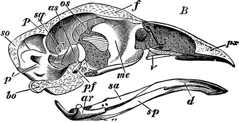 Skull of Common Fowl | ClipArt ETC