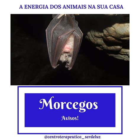 Morcego Entra Em Casa Significado - Significado de Morcego em casa: 🦇 Se... - Instituto Sol'Hara | Facebook