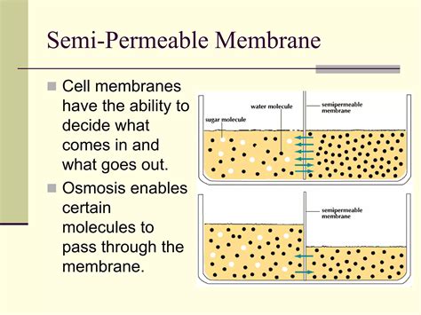 Diffusion And Osmosis Ppt