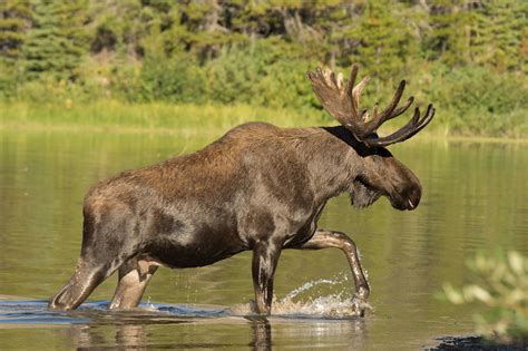 Glacier And Waterton International Peace Parks Karen Kratz