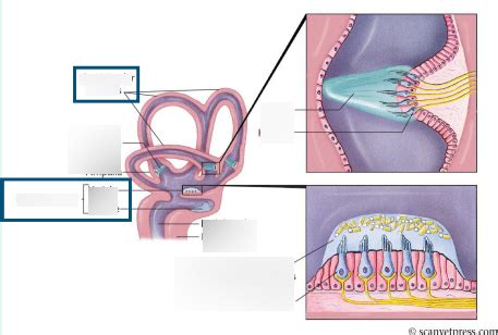 vestibular system Diagram | Quizlet