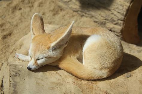 Today's Fennec : r/fennecfoxes