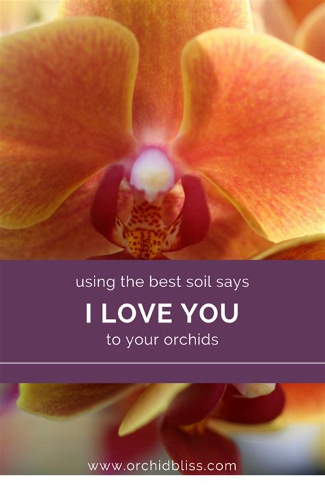 What’s the Best Potting Mix for Orchids? – Orchid Bliss