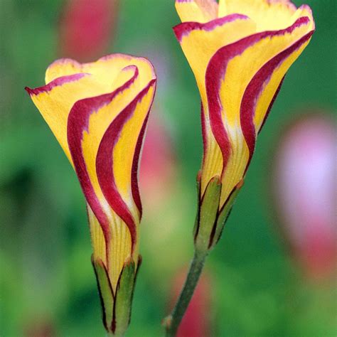 Oxalis Versicolor Golden Cape Small Bulbous Plant With Yellow