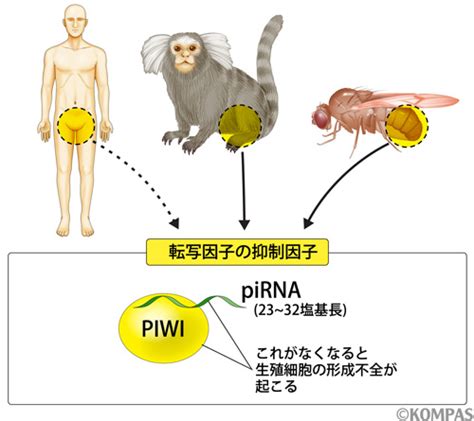 生殖細胞のゲノムを守る小さなrna分子 齋藤 都暁（分子生物学）｜kompas