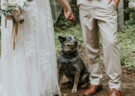 Este Perro Hizo Photobomb En La Boda De Sus Dueños Y La Gente Comparte Fotos Similares Panda