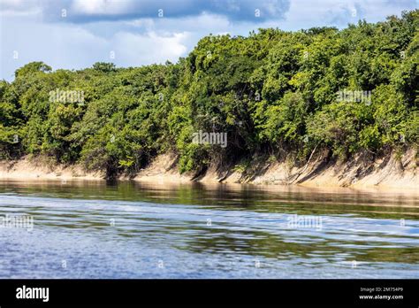 02 January 2023, Brazil, Manaus: Trees stand on the bank by a river in ...