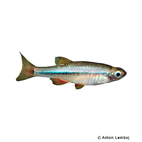 Vietnamese White Cloud Minnow (Tanichthys micagemmae) - Pet Wiki