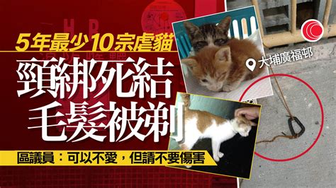 大埔廣福邨疑現虐貓狂徒 頸部綁繩打死結 近5年最少10宗 有線寬頻 I Cable