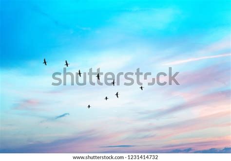 1,953 Birds V Formation Stock Photos, Images & Photography | Shutterstock