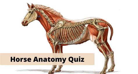 20 Horse Anatomy Quiz & Trivia Questions For Horse Lovers