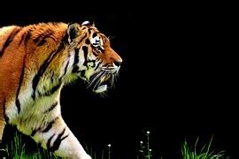 white bengal tiger noble  photo  pixabay