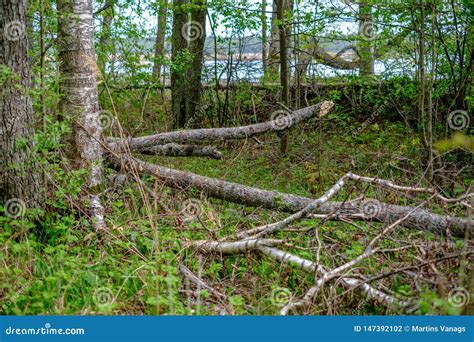 Velho Seque Troncos De Rvore E Stomps Na Floresta Verde Da Mola Foto