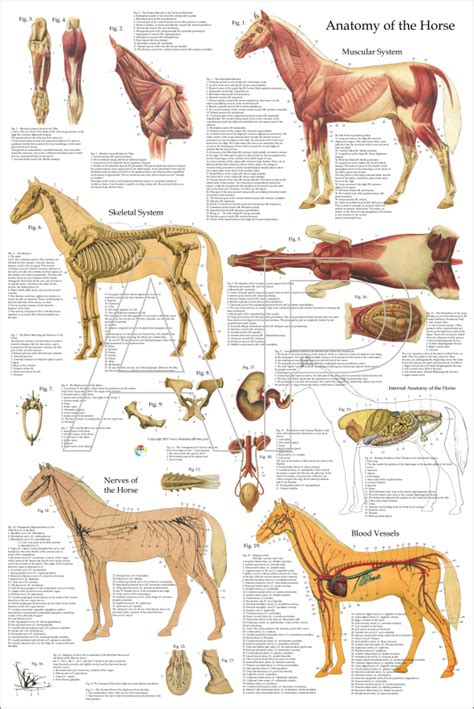 Horse Anatomy Poster 24 x 36