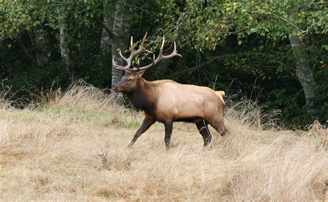 Roosevelt Elk Bull Roosevelt Elk Costal Redwood Forest N Flickr