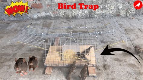 Best Bird Trap How To Make A Bird Trap Homemade Automatic Saving A Lot