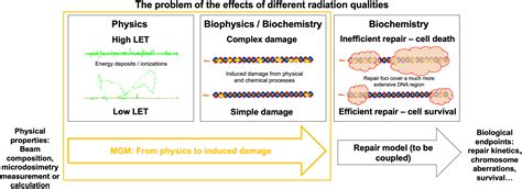 The Complexity Of Dna Damage By Radiation Follows A Gamma Distribution