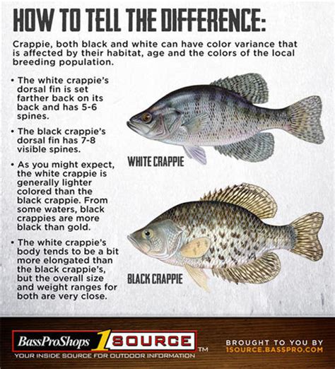 Crappie Fishing Tips How To Catch Crappie Bass Pro Shops