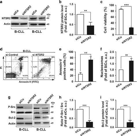 Ntsr2 Silencing Decreases B Cll Viability And Induces Apoptosis A