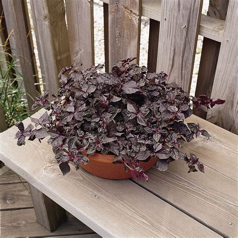 Iresine Herbstii Purple Lady Flower Seeds