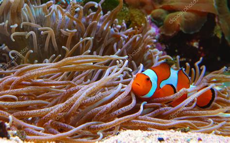 Pez Payaso Anemonefish Amphiprion Ocellaris Nadan Entre Los