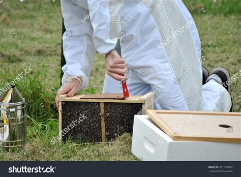 Beekeeping Installing Bees In Hive Stock Photo 491536804 : Shutterstock