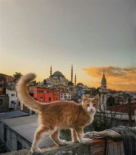 An Orange And White Cat Standing On Top Of A Roof Next To A Cityscape