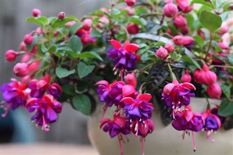 Types Of Fuchsias Hanging Standing Fuchsias Plantura