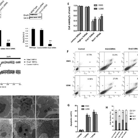 Knockdown Of Stim Or Orai By Sirna On Calcium Homeostasis And