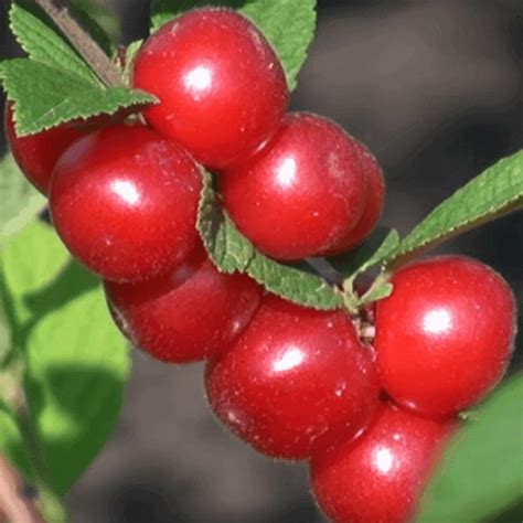 Вишня Алтана войлочная саженцы купить в Москве и Подмосковье в питомнике
