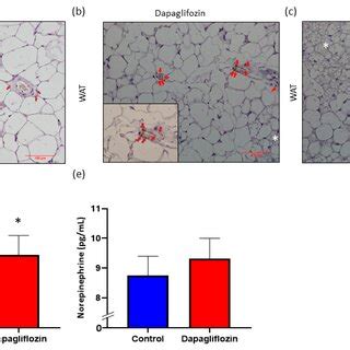 SGLT2 Inhibition Promotes Increased SNS Innervation In WAT Ac