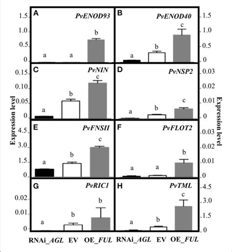 Expression Levels Of Early Nodulation Genes Upon R Etli Infection Of