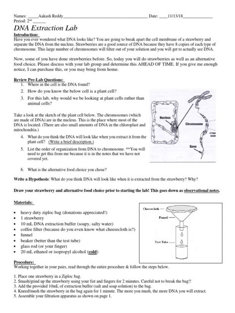 Strawberry Dna Extraction Lab Worksheet Martin Lindelof