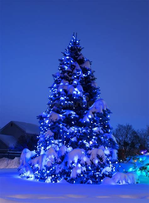 Tree with Christmas Lights in Blue Stock Photo - Image of pine, blue ...