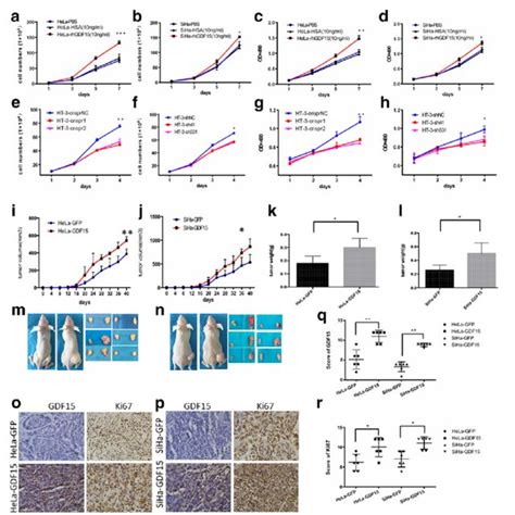 Gdf Promotes Cervical Cancer Cell Proliferation In Vitro And Tumor