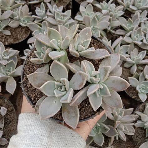 Jual Sukulen Ghost Plant Free Pot Graptopetalum Paraguayense