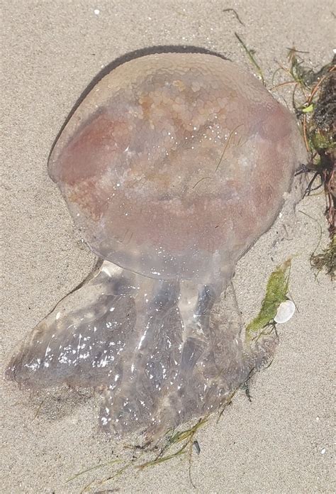 Haeckel S Jelly From Dodges Ferry Tas Australia On December