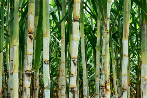 Brazil Sugarcane Growth Can Meet Biofuel Need And Not Drive