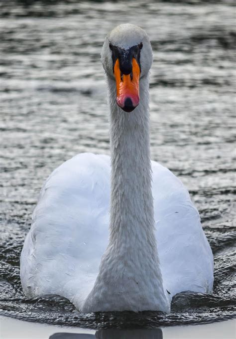 Nose Glows Photograph By Brian Stevens Fine Art America