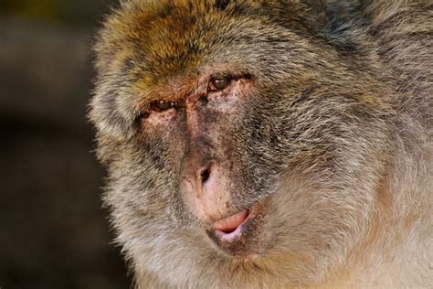 Barbary Macaque Threatend Species Free Photo On Pixabay Pixabay