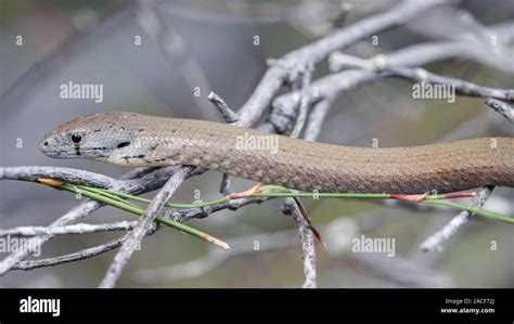 Common Scaly Foot Legless Lizard Stock Photo Alamy