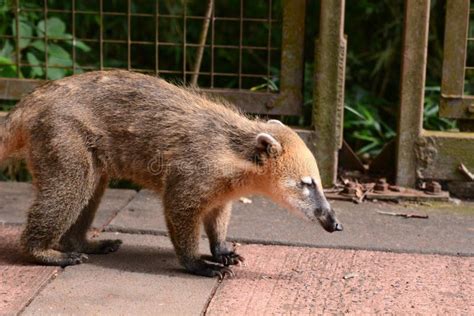 Coati En El Parque Nacional Iguazú Puerto Iguazú Misiones Argentina