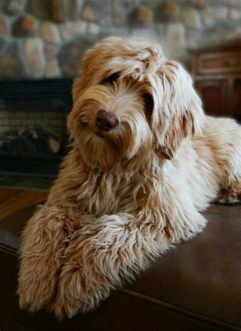 Pin By Barbara Rathmanner On S Es L Cheln Labradoodle Puppy