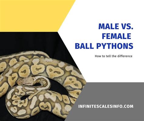 Differences Between Male And Female Ball Pythons Infinite Scales