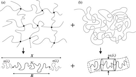 A Schematic Of The Polymer Network Model Represented As A Sum Of A