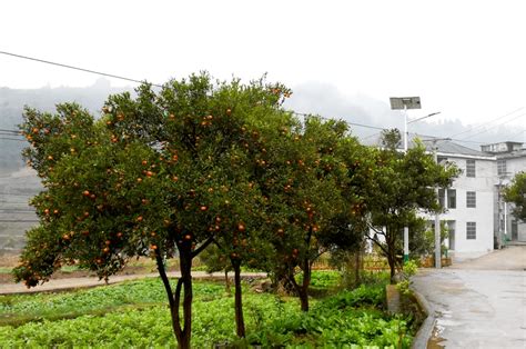 四新”“四化”新道真】道真：示范带动加快乡村振兴步伐 溪村 江村 环境