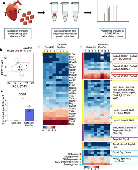 Proteomic Profiling Of The Extracellular Matrix Ecm From Whole Hearts